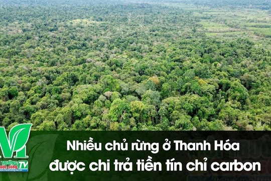 [VIDEO] Nhiều chủ rừng ở Thanh Hóa được chi trả tiền tín chỉ carbon