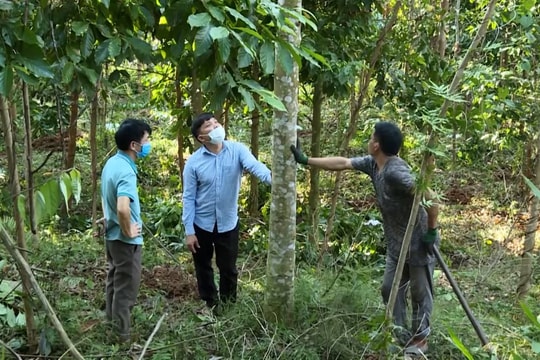 Quảng Ninh dự chi hơn 112 tỷ đồng mỗi năm cho phát triển lâm nghiệp bền vững