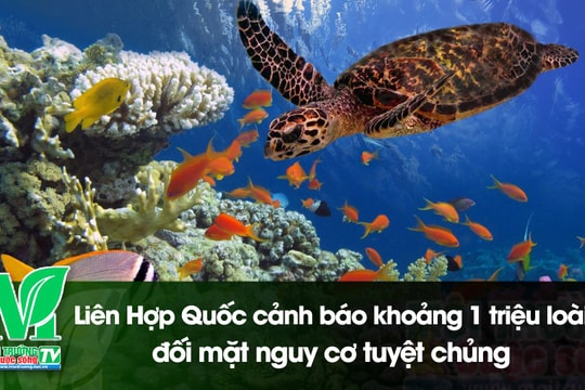[VIDEO] Liên Hợp Quốc cảnh báo khoảng 1 triệu loài đối mặt nguy cơ tuyệt chủng