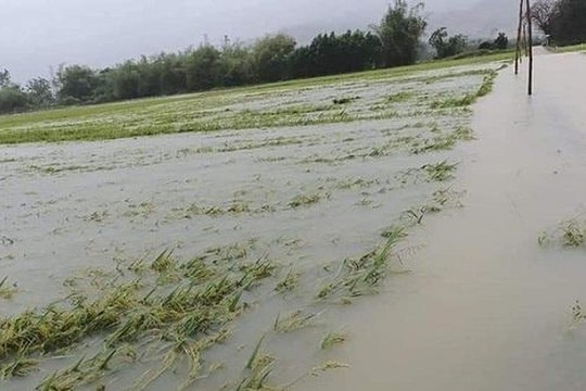 Quảng Ninh: Hỗ trợ tối đa 60 triệu đồng/ha cho nông nghiệp bị thiệt hại do thiên tai