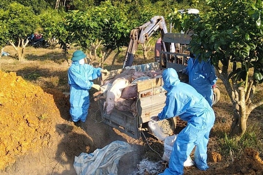Tuyên Quang: Phạt 5,5 triệu đồng vì vứt xác lợn chết ra môi trường