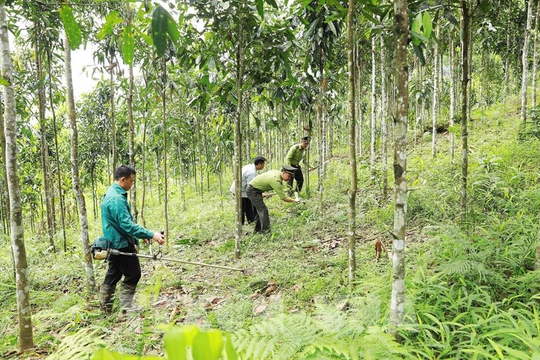 Bắc Ninh tập trung phát triển trồng rừng gỗ lớn, nâng sản lượng khai thác lên 1 triệu m³ gỗ