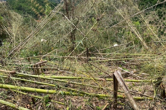 Xử lý 6 đối tượng phá gần 2ha rừng phòng hộ Đắk Glong