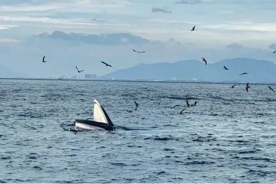 Nha Trang kêu gọi bảo vệ cá voi Bryde, nghiêm cấm mọi hành vi làm phiền