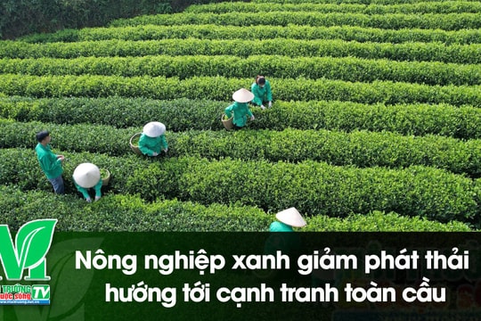 [VIDEO] Nông nghiệp xanh giảm phát thải hướng tới cạnh tranh toàn cầu