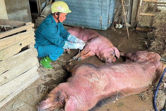 Dịch tả lợn châu Phi lan rộng khắp cả nước: Cấp bách siết kiểm soát từ tận thôn, xã