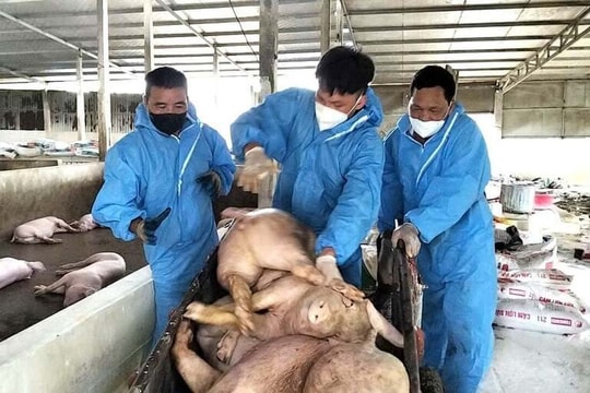 Hà Nội ra công điện khẩn chống dịch tả lợn châu Phi