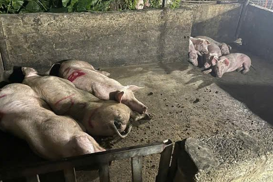 Hà Nội: Xử lý dứt điểm hơn 700 điểm giết mổ trong khu dân cư trước tháng 9/2025
