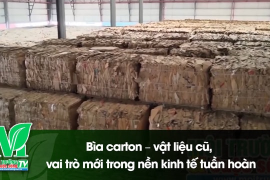[VIDEO] Bìa carton – vật liệu cũ, vai trò mới trong nền kinh tế tuần hoàn