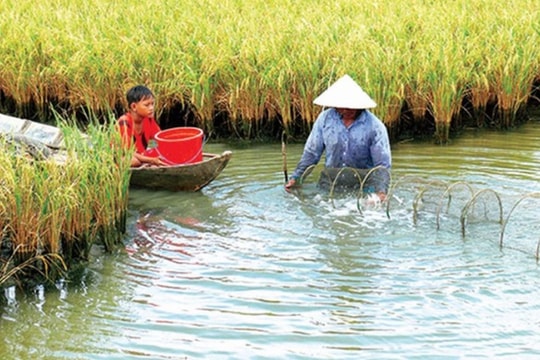 Hoàn thiện tiêu chí dự án thích ứng biến đổi khí hậu