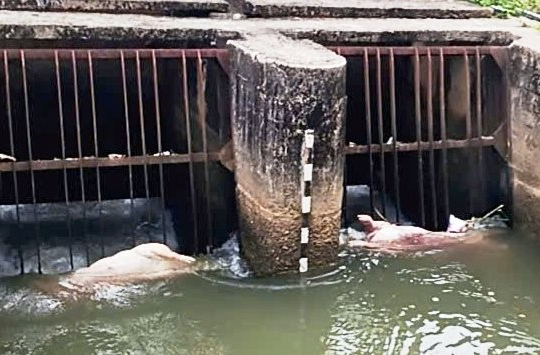 Quảng Ngãi: Tăng cường kiểm tra, xử lý lợn bệnh và ngăn chặn vứt xác động vật ra môi trường