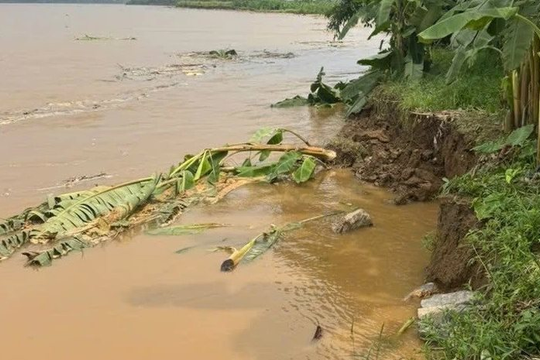 Phú Thọ: Bờ sông Thao tiếp tục sạt lở, cuốn trôi hoa màu, uy hiếp đời sống dân cư