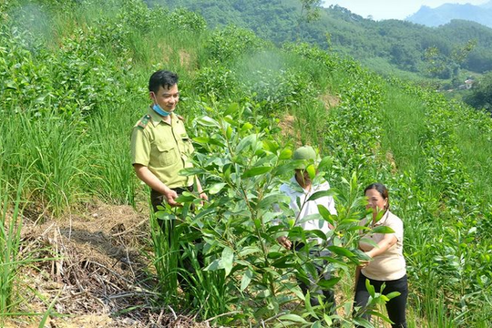 Bắc Ninh trồng rừng vượt 7,6% kế hoạch năm