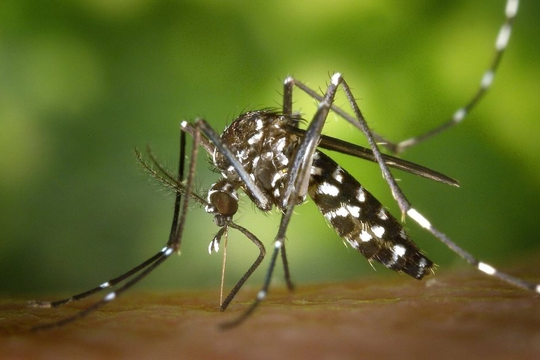 Bộ Y tế cảnh báo bệnh Chikungunya có nguy cơ xâm nhập vào Việt Nam