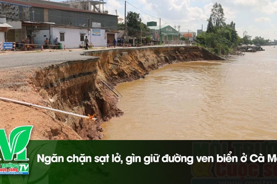 [VIDEO] Ngăn chặn sạt lở, gìn giữ đường ven biển ở Cà Mau