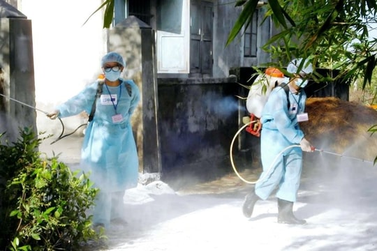 TP. Huế: Liên cầu lợn ở người tăng đột biến