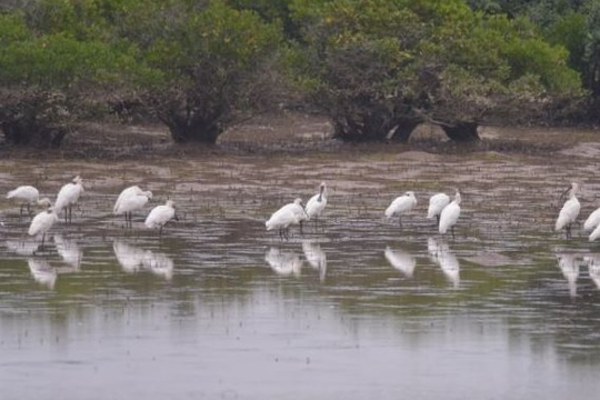 COP15 đúc kết nhiều bước tiến mới cho bảo tồn đất ngập nước