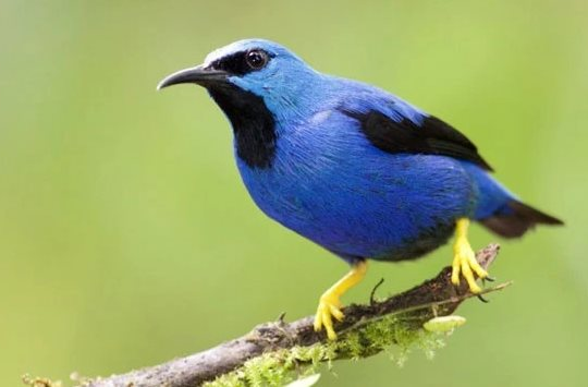 Nghiên cứu mới: Nhiệt độ cực đoan đe dọa các loài chim nhiệt đới