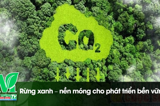 [VIDEO] Rừng xanh – nền móng cho phát triển bền vững