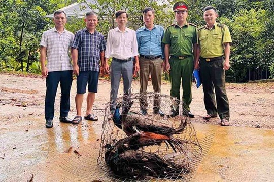 Vườn Quốc gia Vũ Quang tiếp nhận 3 cá thể công xanh và 1 rùa hộp trán vàng quý hiếm