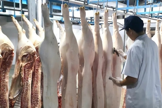 Vĩnh Long: Siết phòng dịch, bảo vệ đàn vật nuôi cuối năm