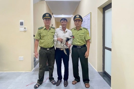 Người dân Huế phát hiện, bàn giao gà lôi trắng quý hiếm cho cơ quan chức năng