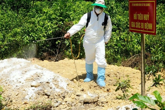 Miền Trung: Quyết liệt phòng, chống dịch tả lợn châu Phi