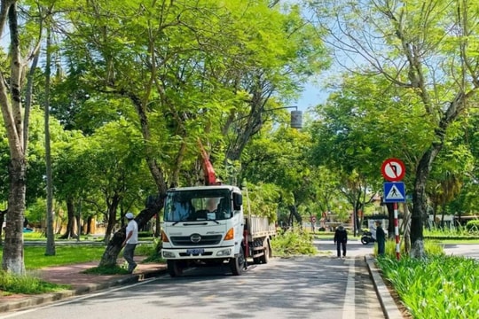 Huế tăng cường kiểm tra, xử lý cây xanh trước mùa mưa bão