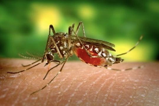 Việt Nam chưa ghi nhận trường hợp mắc bệnh Chikungunya