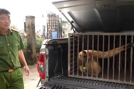 Vượn má vàng quý hiếm được giao nộp cho kiểm lâm Đắk Lắk