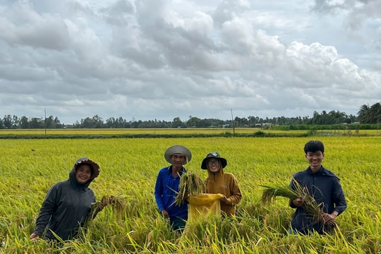 Canh tác lúa chất lượng cao, phát thải thấp: Song hành giữa hiệu quả kinh tế và môi trường