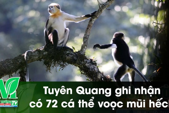 [VIDEO] Tuyên Quang ghi nhận có 72 cá thể voọc mũi hếch