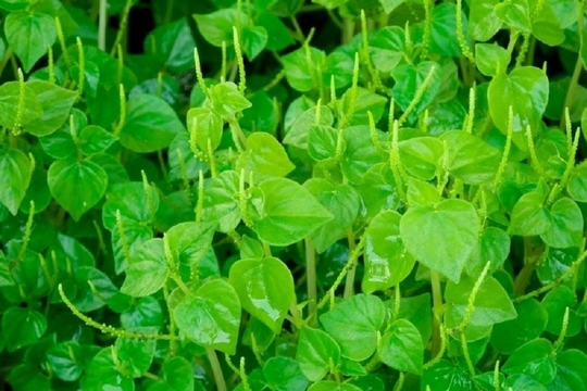 Rau càng cua –“Kho báu” dinh dưỡng, có lợi cho sức khỏe
