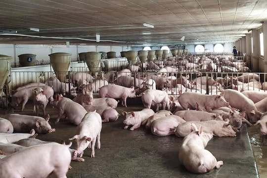 Việt Nam quyết liệt giảm phát thải khí mê-tan trong chăn nuôi đến năm 2030