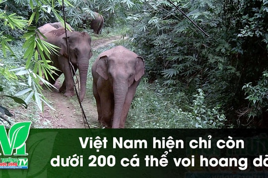 [VIDEO] Việt Nam hiện chỉ còn dưới 200 cá thể voi hoang dã