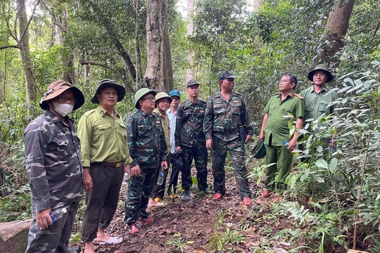 Gia Lai quản lý, bảo vệ rừng để phát triển kinh tế bền vững