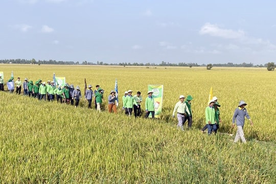Hiệu quả từ trồng lúa thích ứng với biến đổi khí hậu ở An Giang