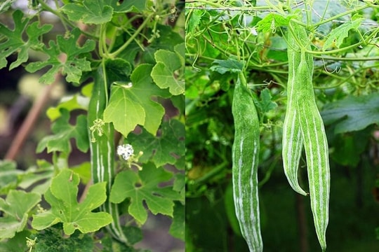 Những lợi ích bất ngờ cho sức khỏe từ quả lặc lè
