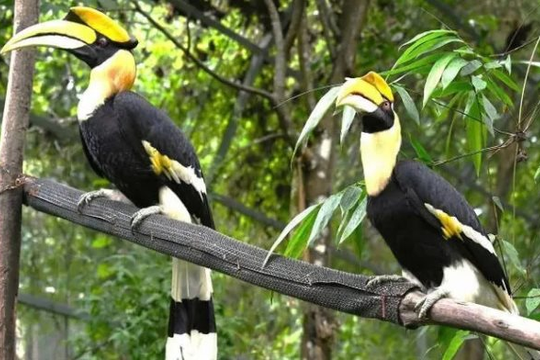 27 cá thể động vật hoang dã được thả về môi trường tự nhiên