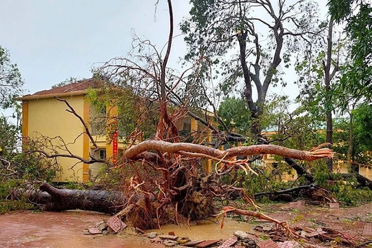 Nghệ An: Ngành Giáo dục thiệt hại gần 300 tỷ đồng sau bão số 10