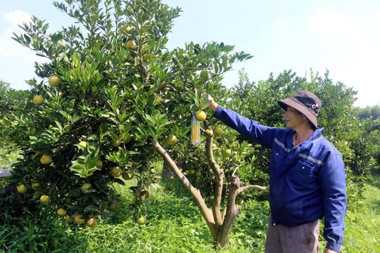 Nghệ An bắt đầu triển khai Đề án trồng trọt phát thải thấp - Hiện thực hóa mục tiêu nông nghiệp xanh