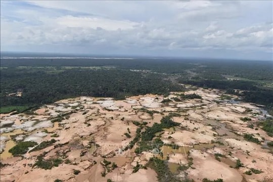 140.000 ha rừng Amazon bị tàn phá do hoạt động khai thác vàng