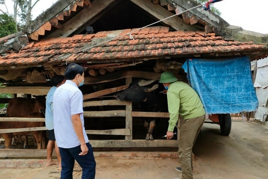 Nghệ An: Chủ động phòng, chống dịch bệnh cho đàn vật nuôi sau mưa lũ
