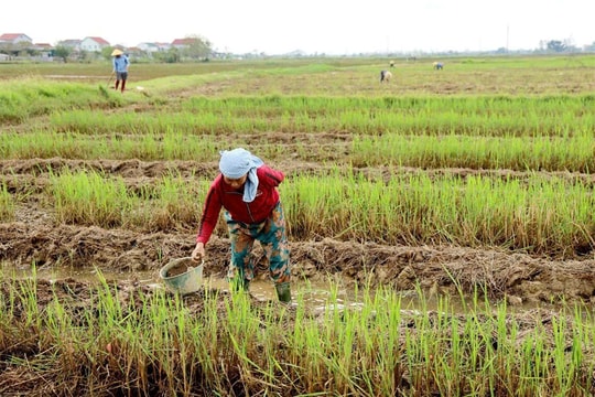 Nghệ An: Hướng tới sản xuất vụ Đông 2025 bền vững, thân thiện với môi trường