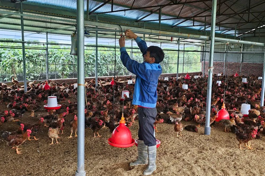Phú Thọ: Thiết lập 47 điểm quan trắc giám sát môi trường chăn nuôi