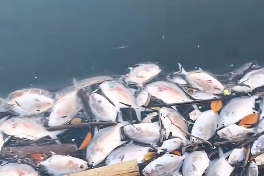 Cá chết trắng không rõ nguyên nhân tại các lồng bè nuôi tại Quảng Ninh