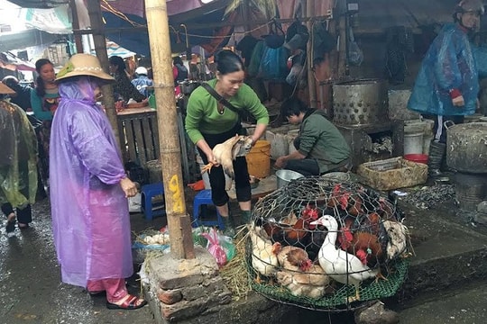 Hà Nội kiên quyết chấm dứt hoạt động giết mổ trong khu dân cư