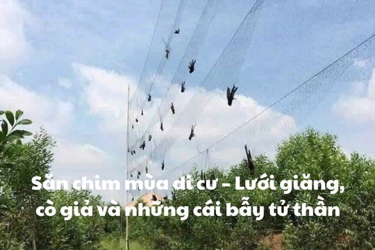 Loạt bài: Báo động nạn săn bắt chim di cư và mất cân bằng sinh thái tại Bắc Trung Bộ Kỳ 1: Săn chim mùa di cư – Lưới giăng, cò giả và những cái bẫy tử thần