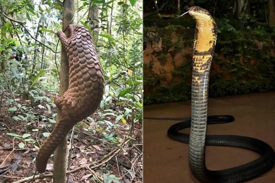 Thả 12 cá thể động vật hoang dã có tên trong sách đỏ về rừng ở Đồng Nai