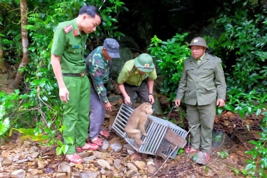 Người dân Quảng Trị bàn giao hai cá thể khỉ quý hiếm để thả về tự nhiên